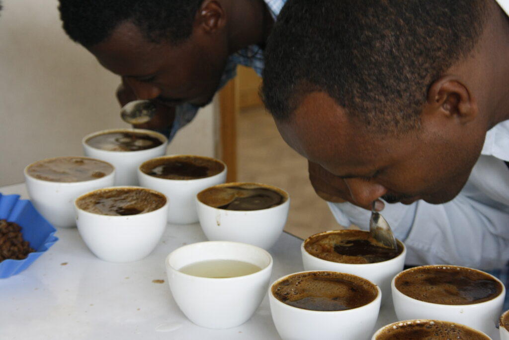 Coffee cuppers evaluating coffee